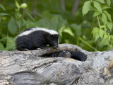 Striped Skunk Baby on Log with Adult in Log  in Captivity  Sandstone  Minnesota  USA