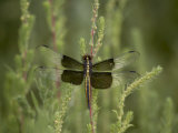 Widow Dragonfly or Widow Damselfly Perched  Boyd Lake State Park  Colorado  USA