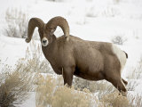 Bighorn Sheep Ram in the Snow  Yellowstone National Park  Wyoming  USA
