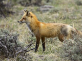 Red Fox  Rocky Mountain National Park  Colorado  USA