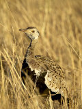 Male Black-Bellied Bustard  Masai Mara National Reserve  Kenya  East Africa