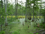 Atchofalaya Swamp in the Heart of Cajun Country  Near Gibson  Louisiana  USA
