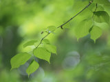 Backlit Beech Leaves