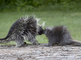 Porcupine Mother and Baby  in Captivity  Sandstone  Minnesota  USA