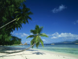 Leaning Palm Tree and Beach  Anse Severe  La Digue  Seychelles  Indian Ocean  Africa