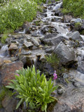 Parry's Primrose Growing in a Stream  American Basin  Uncompahgre National Forest  Colorado  USA