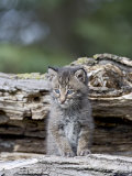 Siberian Lynx Kitten  Sandstone  Minnesota  USA