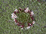 Alpine Springbeauty  Mount Evans  Colorado  USA