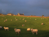 Flock of Sheep and Farmouse in Scottish Countryside  Scotland  United Kingdom  Europe