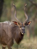 Male Nyala  Imfolozi Game Reserve  South Africa  Africa