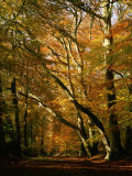 Beech Trees in Autumn Foliage in a National Trust Wood at Ashridge  Buckinghamshire  England  UK
