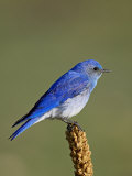 Male Mountain Bluebird  Douglas County  Colorado  USA