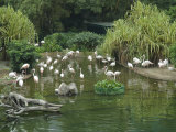 Flamingoes in Kowloon Park  Tsim Sha Tsui  Hong Kong  China