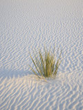 Yucca Plant on a Dune  White Sands National Monument  New Mexico  USA