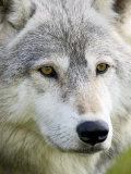 Gray Wolf in Captivity  Sandstone  Minnesota  United States of America  North America