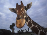 Giraffe  Africa