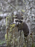 Captive Baby Raccoon in an Old Stump  Bozeman  Montana  USA
