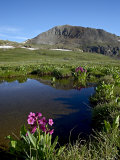 Parry's Primrose Next to a Tarn  Porphyry Basin  San Juan National Forest  Colorado  USA