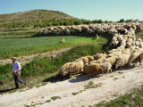 Shepherd and His Flock  Near Itero De La Vega  Palencia  Castilla Y Leon  Spain  Europe