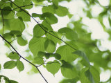 Backlit Beech Leaves