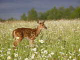 Captive Whitetail Deer Fawn Among Oxeye Daisies  Sandstone  Minnesota  USA