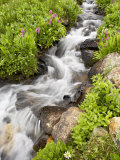 Stream Through Wildflowers  Mineral Basin  Uncompahgre National Forest  Colorado  USA
