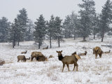 Elk Herd  Flagstaff Mountain  Colorado  United States of America  North America