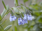 Mountain Bluebell  Yankee Boy Basin  Uncompahgre National Forest  Colorado  USA