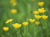 Buttercups