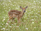 Whitetail Deer Fawn Among Oxeye Daisy  in Captivity  Sandstone  Minnesota  USA