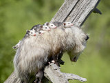 Opossum Mother and Babies  in Captivity  Sandstone  Minnesota  USA