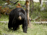 Black Bear Sow  Yellowstone National Park  Wyoming  USA