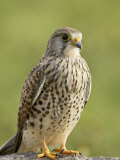 Female Common Kestrel  Serengeti National Park  Tanzania  East Africa  Africa