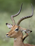 Impala with a Red-Billed Oxpecker Cleaning its Ear  Kruger National Park  South Africa