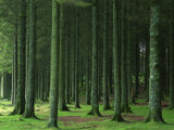 Bellever Forest  Dartmoor  Devon  England  United Kingdom  Europe