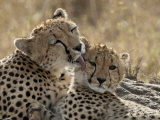 Cheetah Mother and Cub  Masai Mara National Reserve  Kenya  East Africa  Africa
