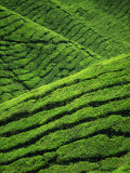 Rows of Tea Bushes at the Sungai Palas Estate in the Cameron Highlands in Perak Province  Malaysia