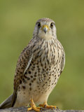 Female Common Kestrel  Serengeti National Park  Tanzania  East Africa  Africa