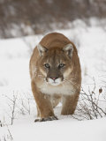 Mountain Lion or Cougar in Snow  Near Bozeman  Montana  USA