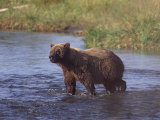 Grizzly Bear  Katmai  Alaska  United States of America  North America