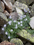 Blue Columbine Growing in a Rock Field  Yankee Boy Basin  Uncompahgre National Forest  Colorado