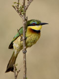 Little Bee-Eater  Masai Mara National Reserve  Kenya  East Africa  Africa