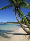 Bavaro Beach  Dominican Republic  West Indies  Caribbean  Central America