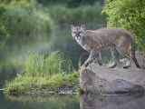 Mountain Lion or Cougar  in Captivity  Sandstone  Minnesota  USA