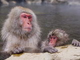 Japanese Macaque Baby Soaking in Hot Thermal Spring Pool  Joshin-Etsu National Park  Honshu  Japan