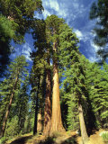 Giant Sequoia Trees  Mariposa Grove  Yosemite National Park  California  USA