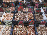 Bulbs for Sale in Bloemenmarkt Flower Market  Amsterdam  Netherlands  Europe