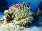 Sea Anenome  Caribbean Sea  Central America