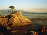 Lone Cypress Tree on Rocky Outcrop at Dusk  Carmel  California  USA