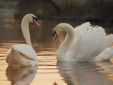 Two Swans on Water